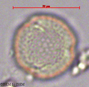 ISEM 1/Solanum_anomalum_43/Solanum_anomalum_43_0001(copy)_thumb.jpg